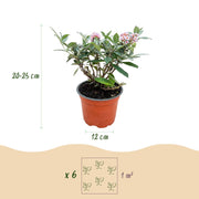 3x Buddleja davidii Butterfly Candy Little Pink