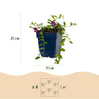 Vinca minor 'Atropurpurea' - paarse maagdenpalm, kenmerkend blad