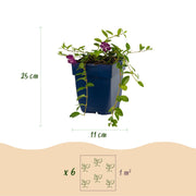 Vasteplant - Vinca minor Atropurpurea - Maagdenpalm - Bodembedekkend - Paars - 1 Plant - Pot 11cm - Hoogte 15-25cm