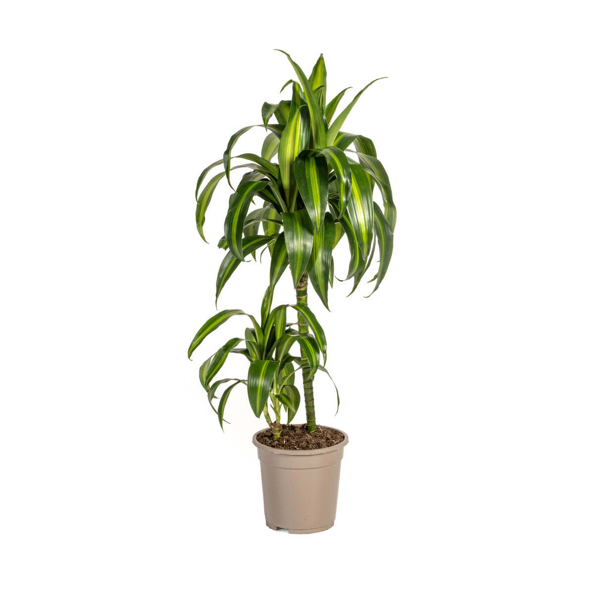 Dracaena Deremensis Hawaiian Sunshine, plant in pot