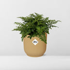 Asplenium Parvati in ELHO Vibes Fold 14cm geel, plant in pot