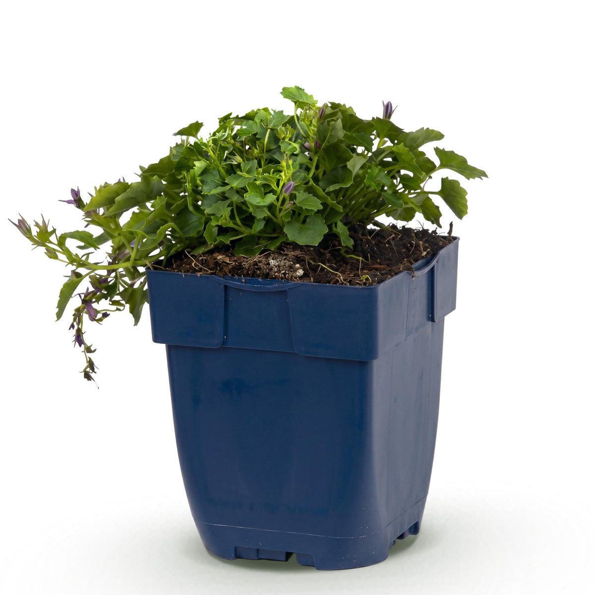Perzikbladklokje posch. Stella, met paarse bloemen, plant in pot