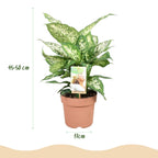 Diefenbachia Compacta, groene bladeren