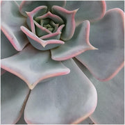 ROOTLESS Succulent Echeveria Lilacina in schaal &