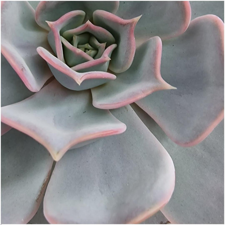 ROOTLESS Succulent Echeveria Lilacina in schaal &