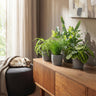Chlorophytum