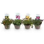 Delosperma Jewel of Dessert, groene bladeren