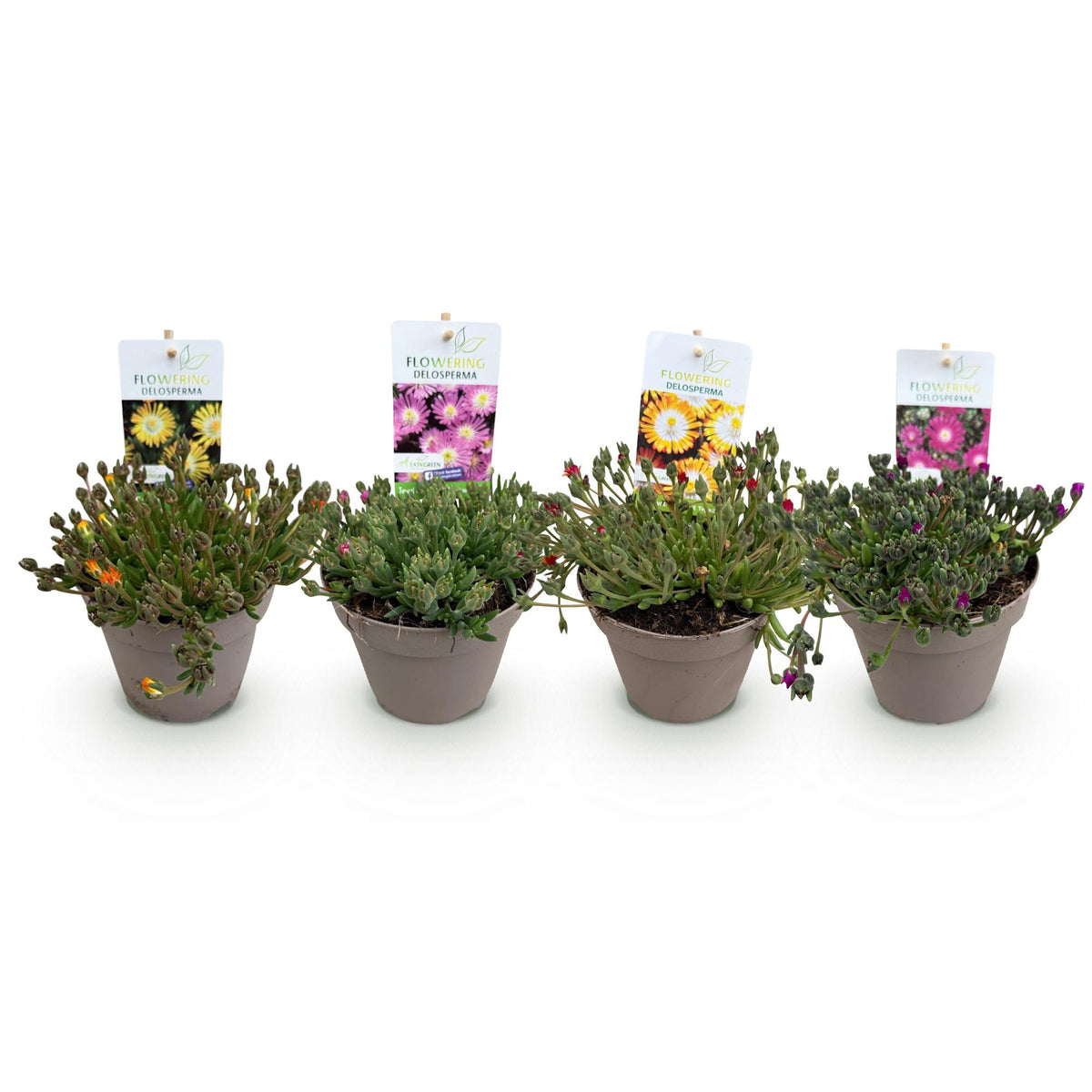 Delosperma Jewel of Dessert, groene bladeren