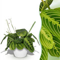 Maranta Fascinator Lemon Lime met witte pot, plant in pot