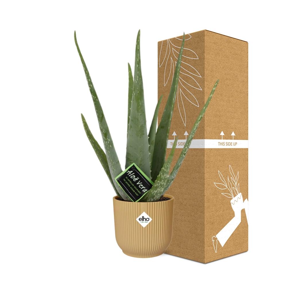Detailfoto van Aloe Vera 12cm in ELHO Vibes Fold 14cm geel