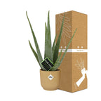 Detailfoto van Aloe Vera 12cm in ELHO Vibes Fold 14cm geel