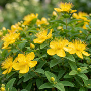 Hypericum calycinum - Sint-Janskruid - Bijen- en vlinderlokkers - Geel