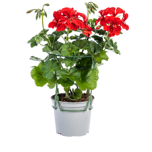 8x Pelargonium Peltatum Rot, plant in pot