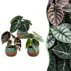 3x Baby Alocasia Tricolour