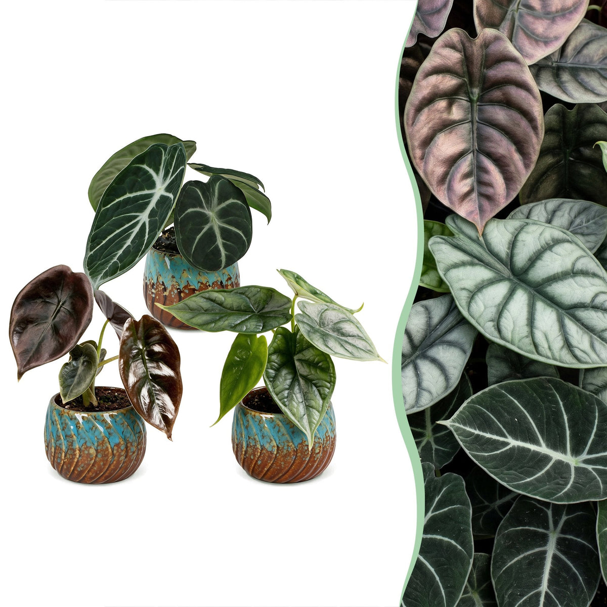3x Baby Alocasia Tricolour