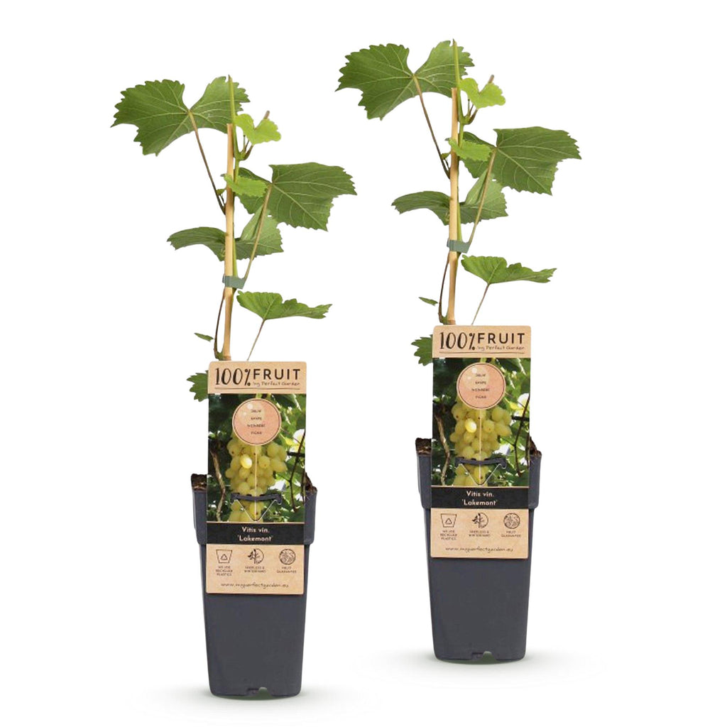 Druivenplant Lakemont, fruitgewas voor de tuin, kenmerkend blad