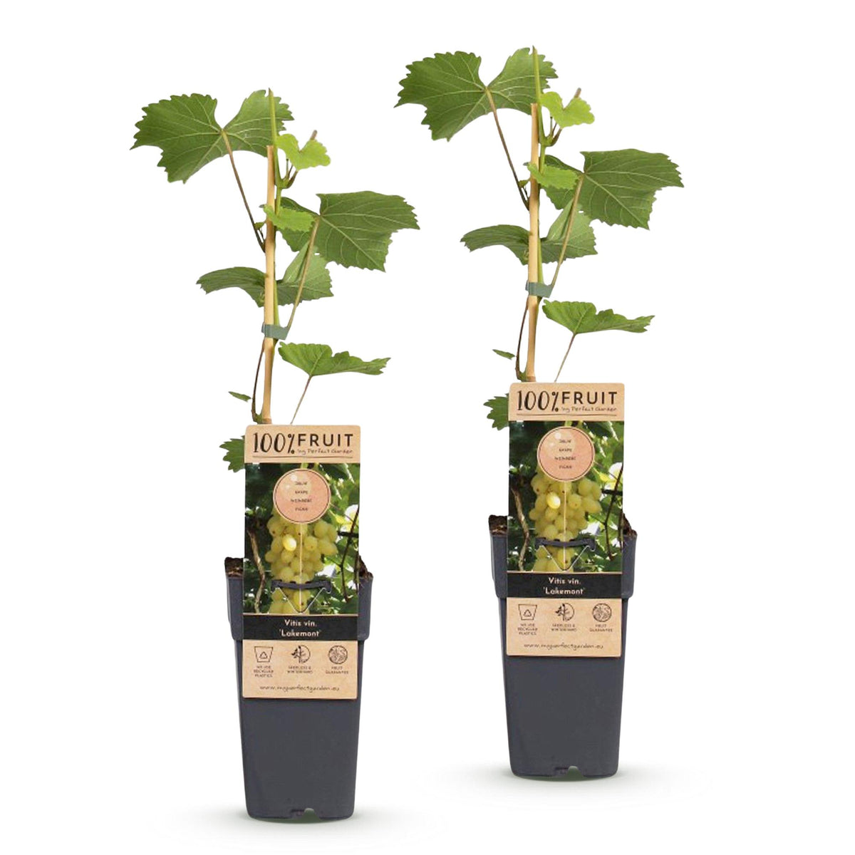 Druivenplant Lakemont, fruitgewas voor de tuin, kenmerkend blad
