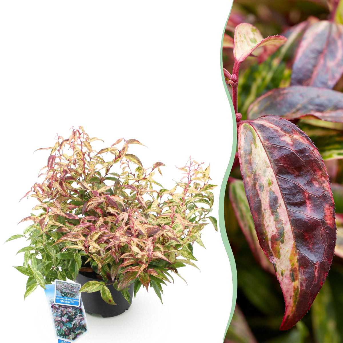 Leucothoe Makijaz, plant in pot