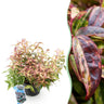 Leucothoe Makijaz
