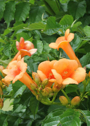 2x - Campsis &