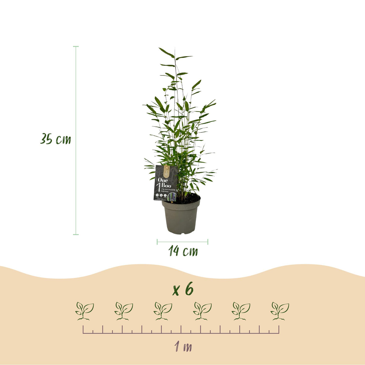 Fargesia mix Rainbow, bladhoudende bamboe voor de tuin (4x), kenmerkend blad