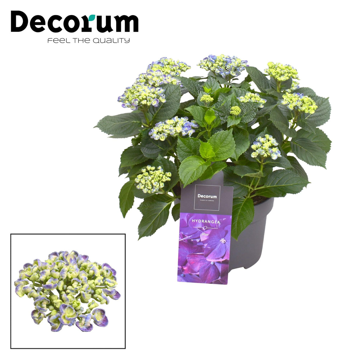 Hydrangea Curly Wurly Blauw 9-15 Kop (Decorum), plant in pot