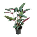 Detailfoto van Ctenanthe Setosa