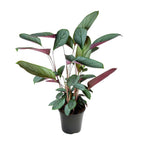 Detailfoto van Ctenanthe Setosa