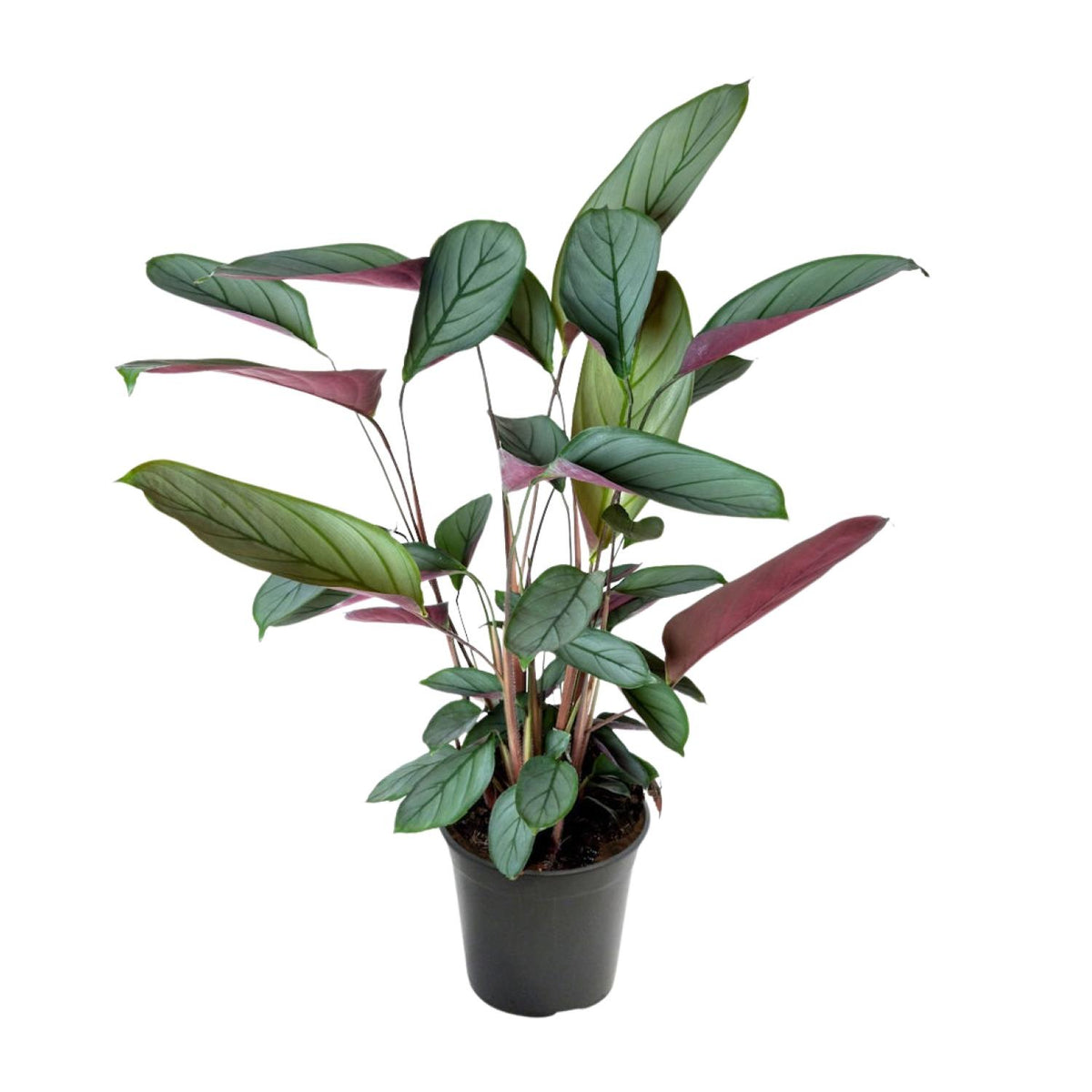 Detailfoto van Ctenanthe Setosa