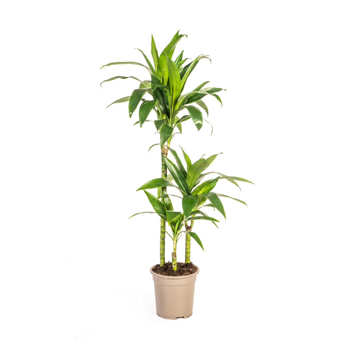 Dracaena Deremensis Lisa, plant in pot