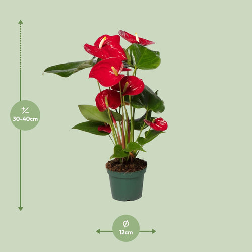Detailfoto van Anthurium rood, kamerplant met glanzende bloemen, 40 cm hoog