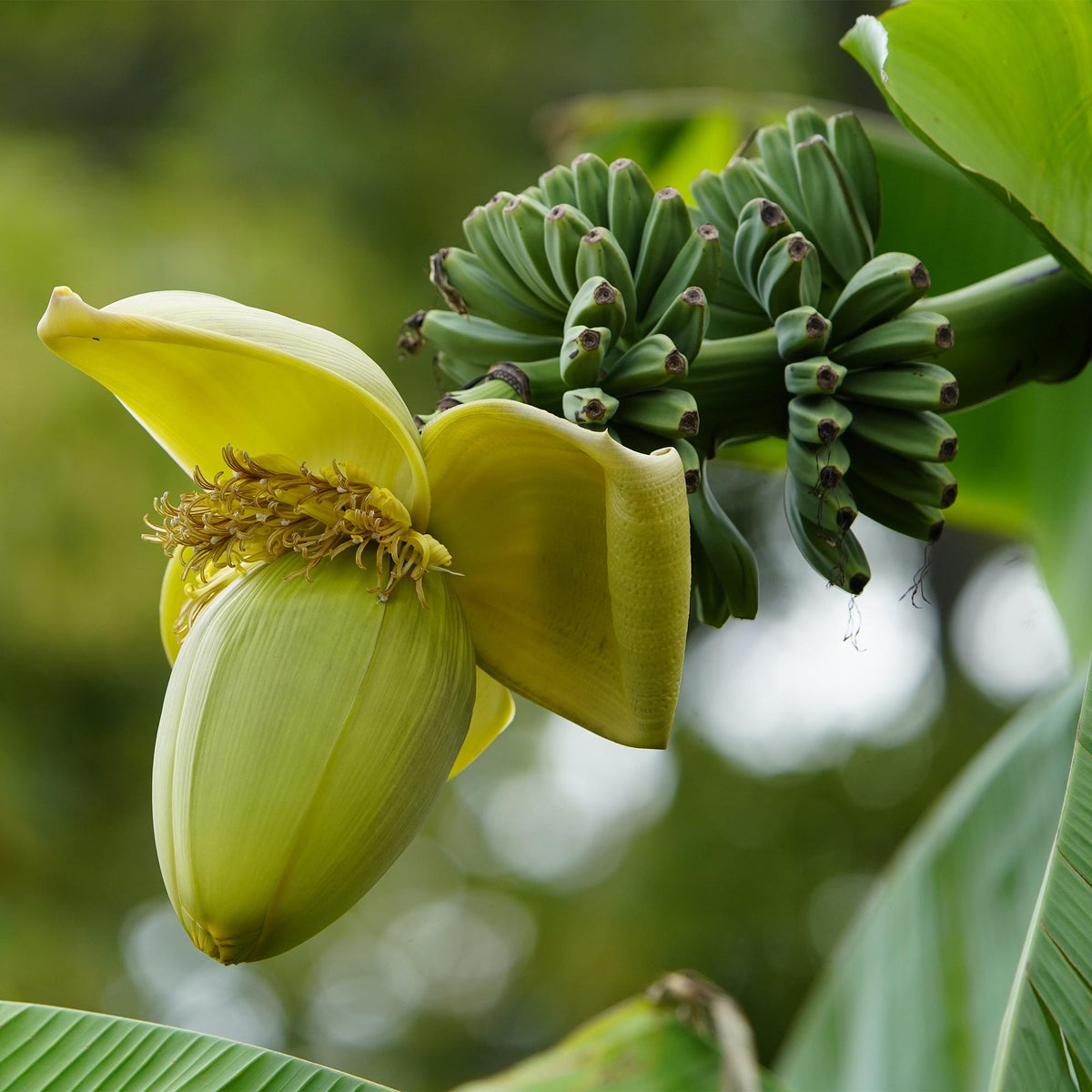 Bananenplant Musa Basjoo, 30 cm hoog, groene bladeren