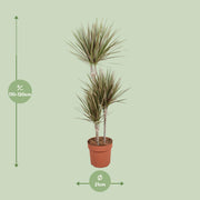 Dracaena Bicolor