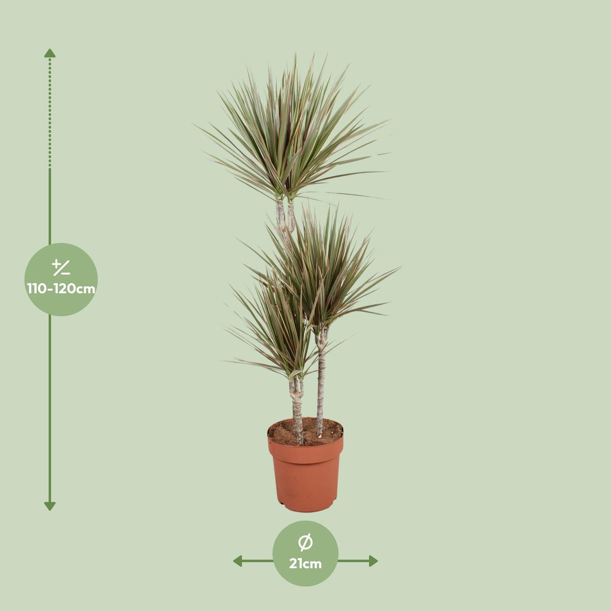 Dracaena Bicolor, detail van het blad