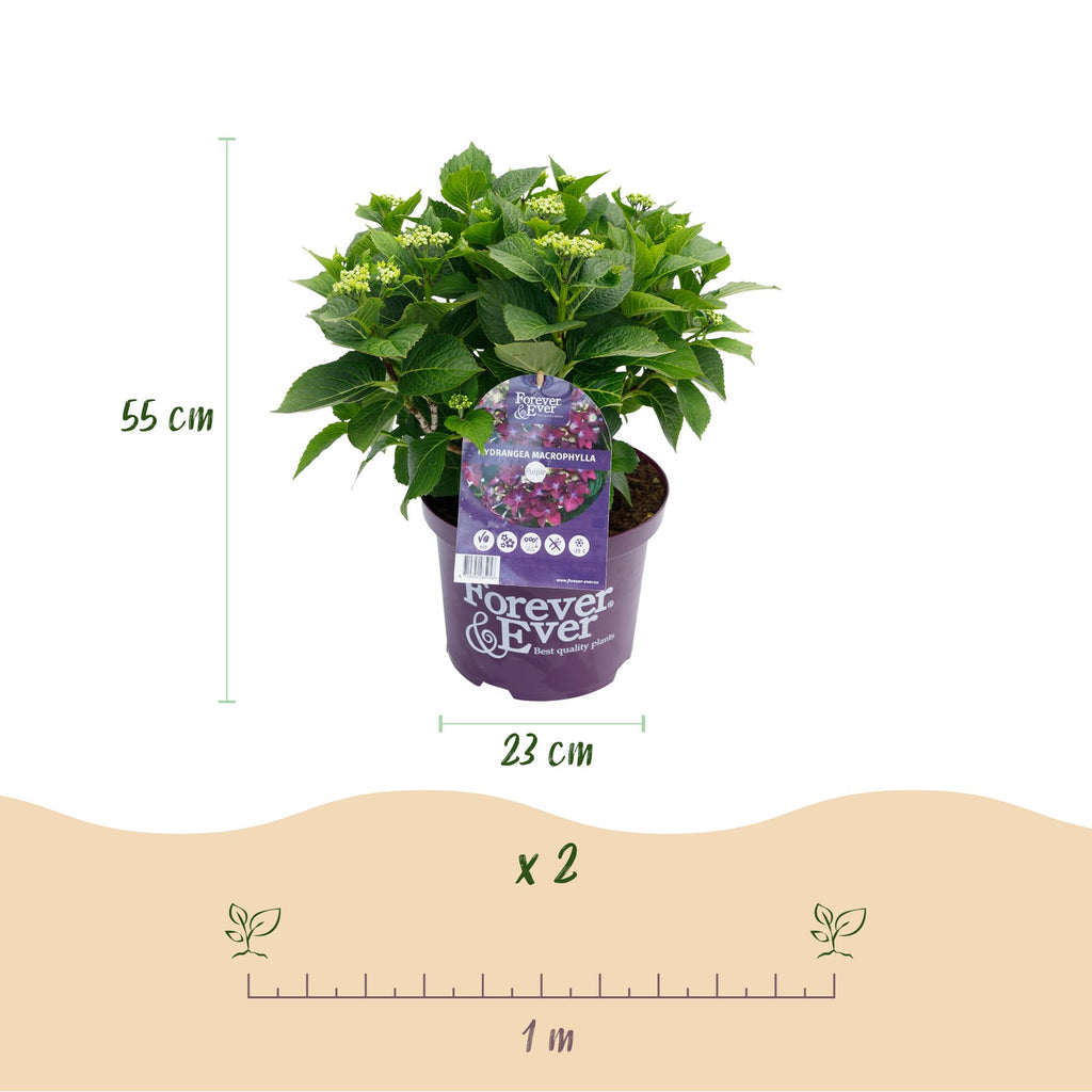 Hortensia Hydrangea Forever & Ever paars, groene bladeren