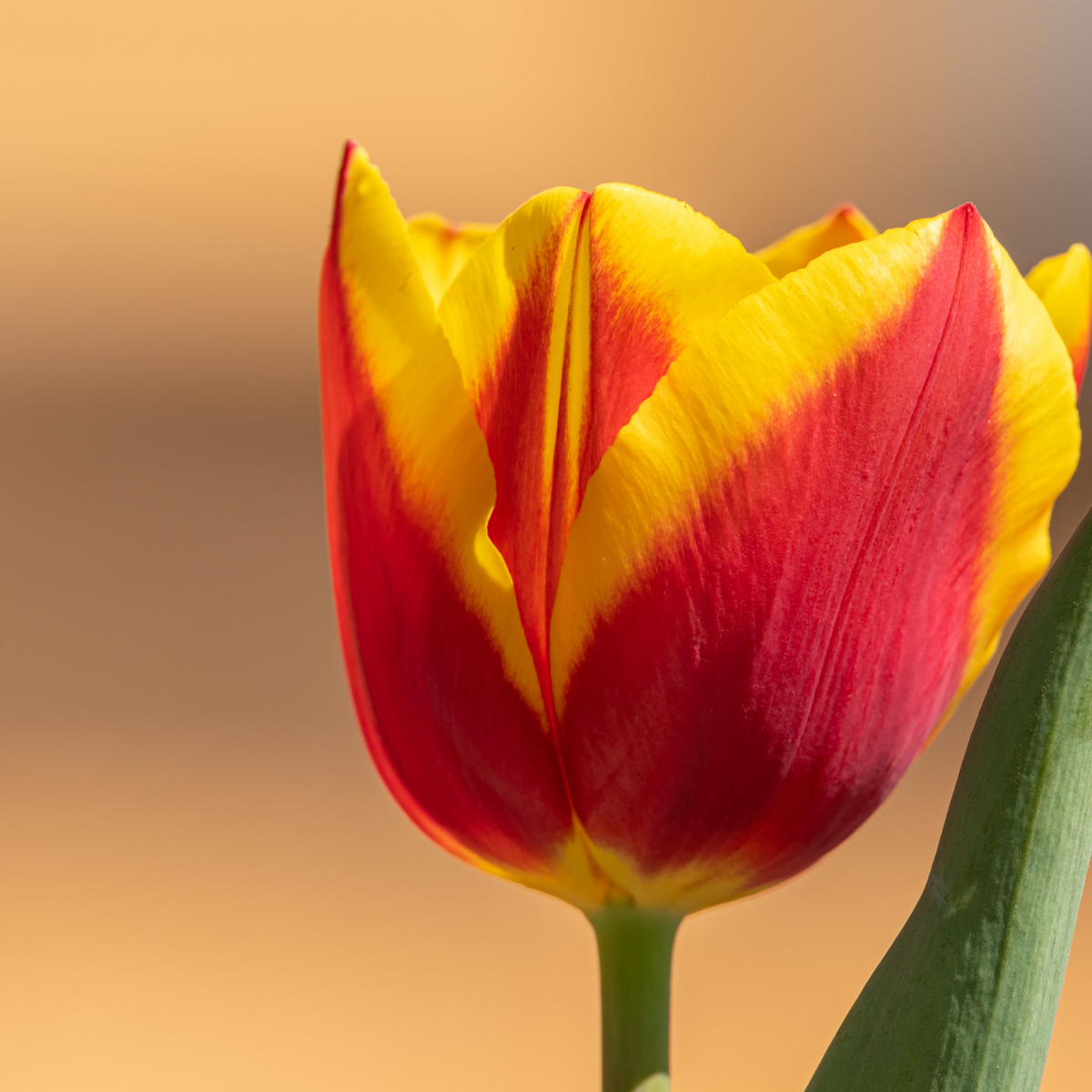 Tulpenbollen Jan Seignette – 20 Stuks Maat 11/12, detail van het blad