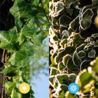 Klimophaag Hedera hibernica kant-en-klaar, B120 x H180 cm, plant voor tuin en border