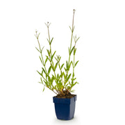Verbena bonariensis - ijzerhard