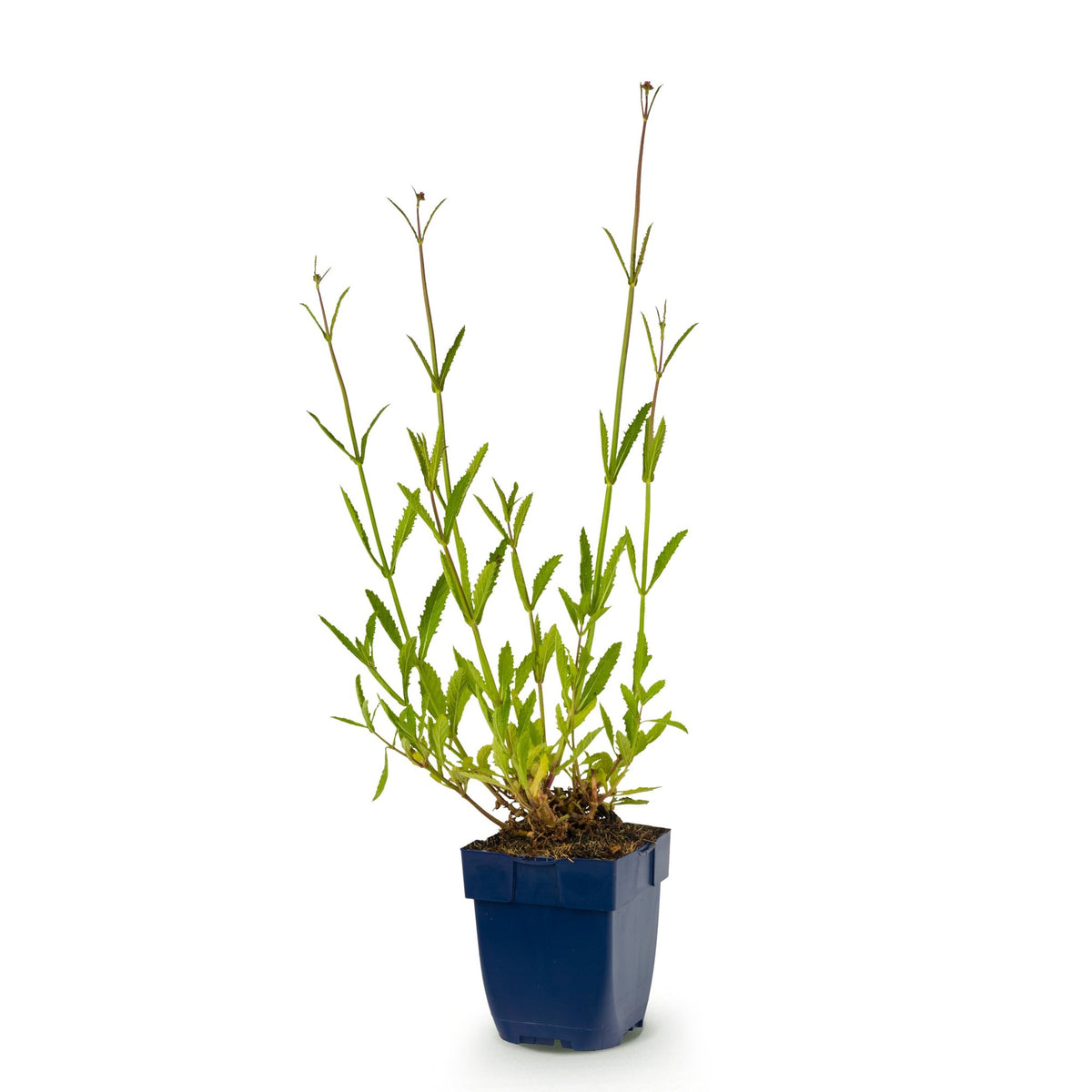 Verbena bonariensis - ijzerhard, groeiwijze van de plant