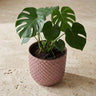 Mini plantenpot met reliëfstructuur in zacht roze, Ø7 cm
