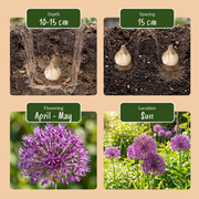 Sierui Allium &