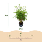 Fargesia rufa, 80 cm hoog