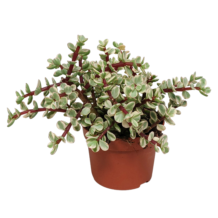 Portulacaria afra Variegata