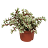 Portulacaria afra Variegata