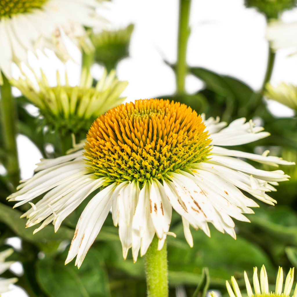 Echinacea Purpurea White, kenmerkend blad