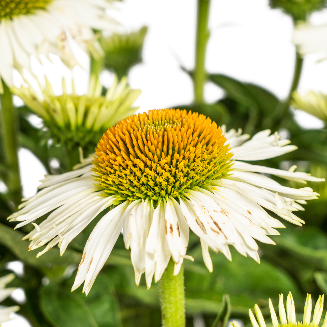Echinacea Purpurea White, kenmerkend blad