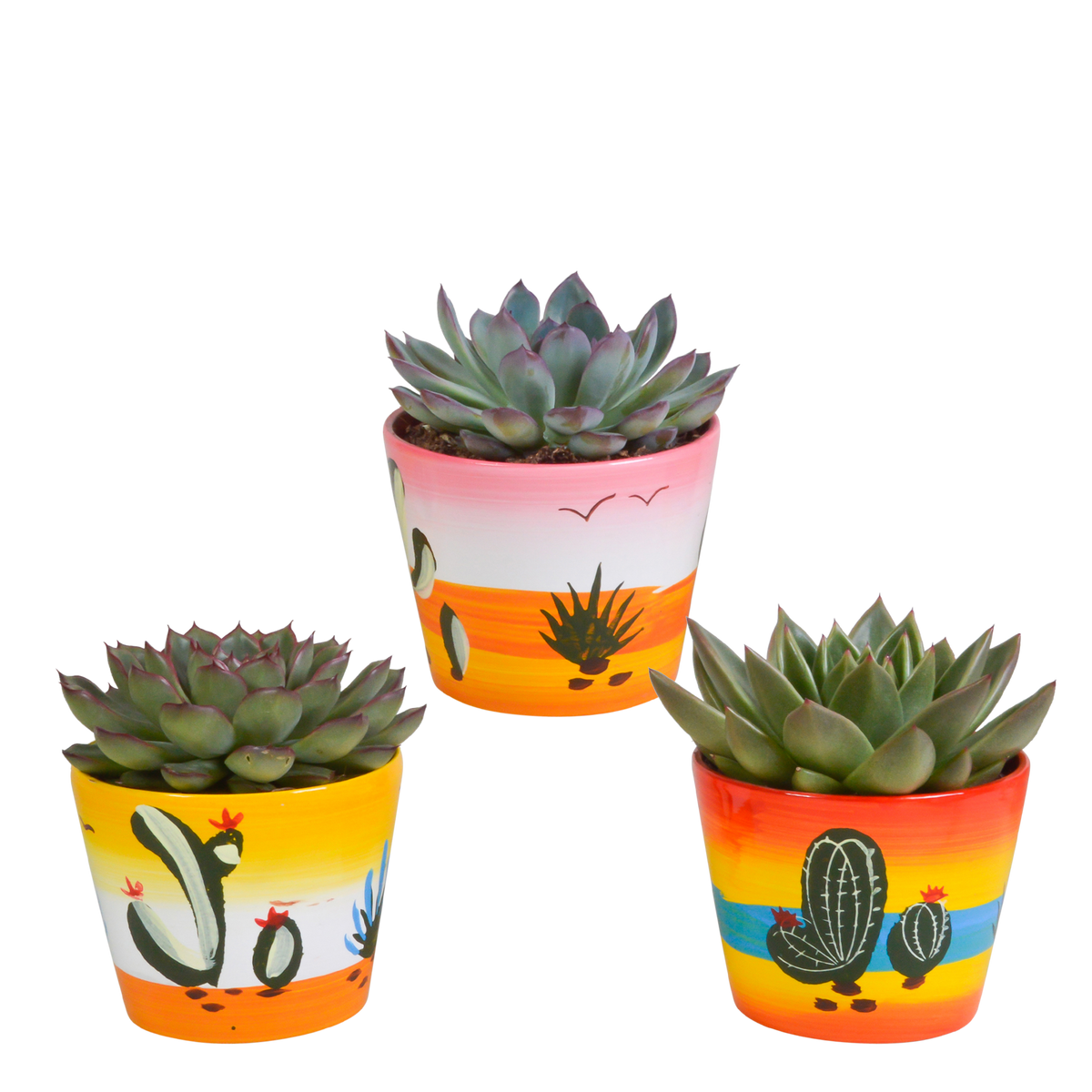 Productfoto van Echeveria mix