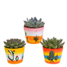 Echeveria mix