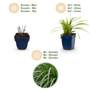 Carex morrowii Ice Dance - Japanse Zegge - Groenblijvend - Creme-Groen - 6 Planten