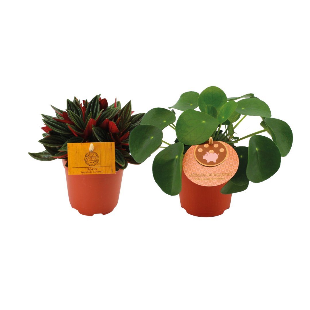 Productfoto van Peperomia Duo Rosso/Pilea Peperomioides - 2 stuks